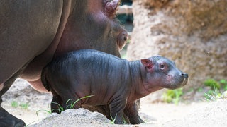Ein Baby-Flusspferd steht vor seiner Mutter. 
