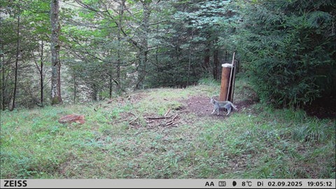 Eine Wildkatze, von einer Wildkamera aufgenommen