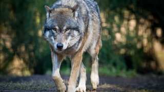 Ein Wolf nähert sich.