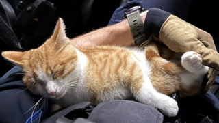 Ein Kater schläft auf dem Arm eines Polizisten. Das Tier war als blinder Passagier im Zug Richtung Schaffhausen (Schweiz) aufgefallen.