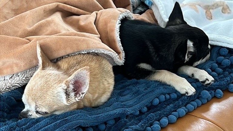 Alle ausgesetzten Chihuahuas aus Oberndorf am Neckar haben ein neues Zuhause gefunden. 