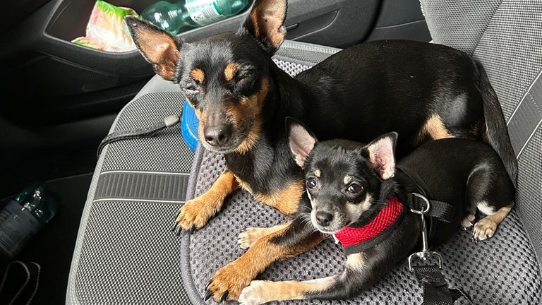 Alle ausgesetzten Chihuahuas aus Oberndorf am Neckar haben ein neues Zuhause gefunden. 