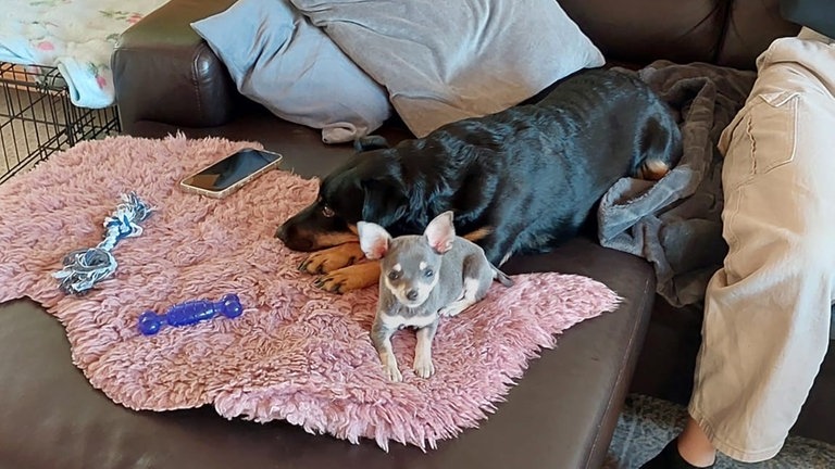 Alle ausgesetzten Chihuahuas aus Oberndorf am Neckar haben ein neues Zuhause gefunden. 