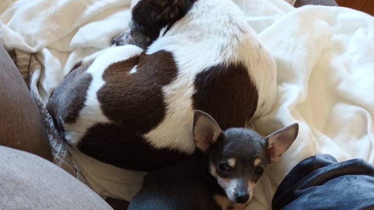 Alle ausgesetzten Chihuahuas aus Oberndorf am Neckar haben ein neues Zuhause gefunden. 