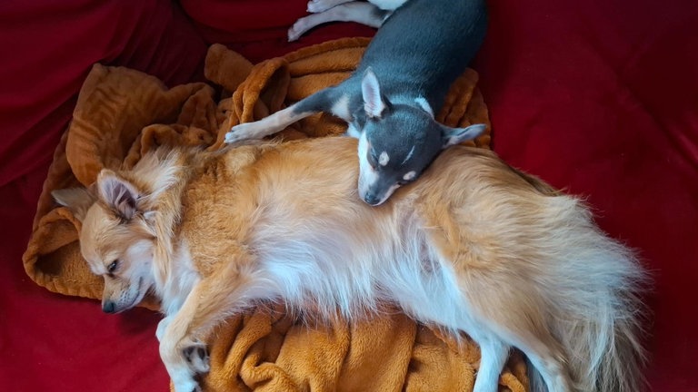 Alle ausgesetzten Chihuahuas aus Oberndorf am Neckar haben ein neues Zuhause gefunden. 