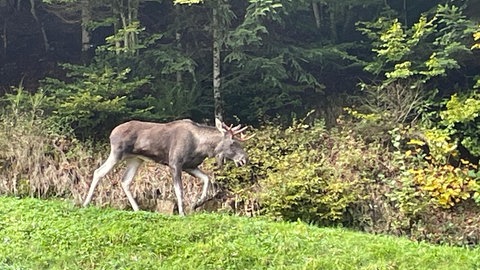 Bei Oberwolfach streift ein Elch durch den Schwarzwald. 