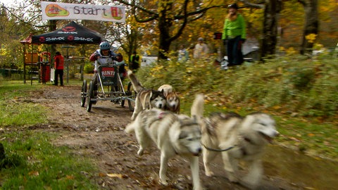 Vier Huskys ziehen einen Wagen auf Rädern.