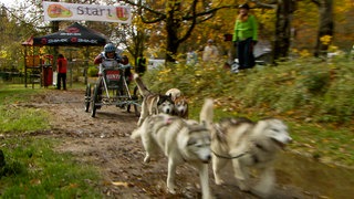 Vier Huskys ziehen einen Wagen auf Rädern.