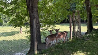 Die Rehe im Kenzinger Wildgehege im Juni 2025