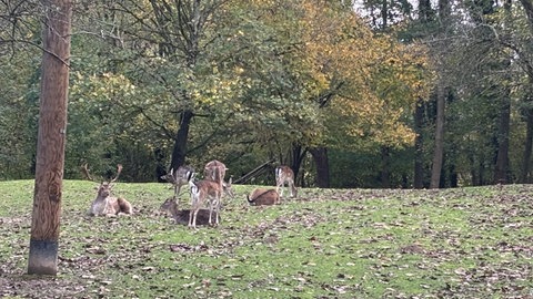 Rehe liegen und stehen auf einer Wiese mit Herbstlaub