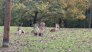 Rehe liegen und stehen auf einer Wiese mit Herbstlaub
