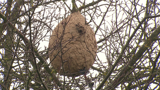 Ein Nest von Asiatischen Hornissen hängt in einem Baum.  