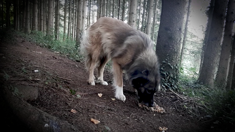 Hündin Tessa wurde von ihrer Besitzerin auch im Wald gefüttert