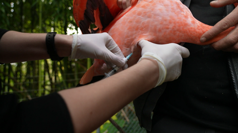 Hunderte Tiere werden im Zoo Mulhouse gegen die Vogelgrippe geimpft