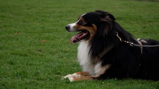 Rechtsfragen rund um den Hund