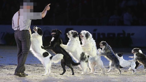 Hunde und ihr Trainer bei einer Zirkusshow
