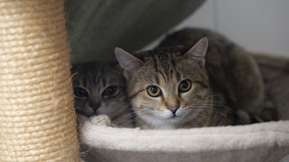 Zwei Katzen aus dem Tierheim Freiburg-Lehen liegen zusammen in einem Katzenkorb.