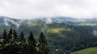 Hohe Nebelfelder ziehen bei sonnigem Wetter über den Hochschwarzwald.