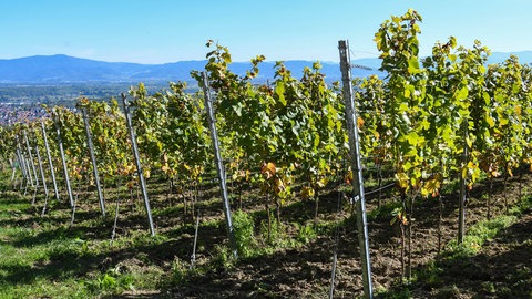 Abgeerntete Rebstöcke in einem Weinberg in Eichstetten am Kaiserstuhl