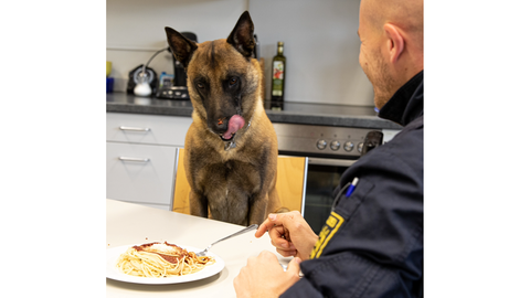 Polizeihund Cuba geht wegen einer Erkrankung frühzeitig in den Ruhestand.