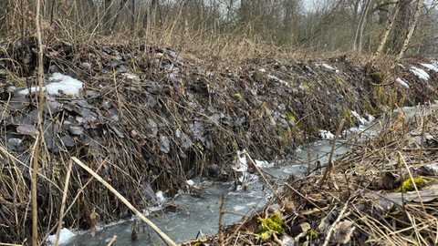 Ein kleine Bach, der durch ein Moosgebiet in Villingen-Schwenningen fließt.