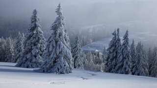 Im Schwarzwald herrscht aktuell erhebliche Lawinengefahr - so die Einschätzung der Bergwacht Schwarzwald. Betroffen sind vor allem Gebiete rund um den Feldberg.