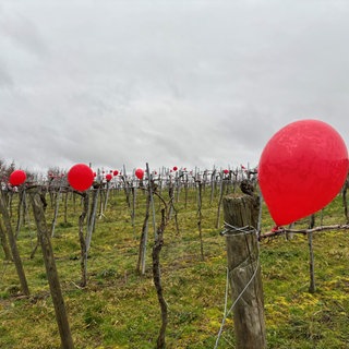 Rote Ballons am Batzenberg bei Schallstadt