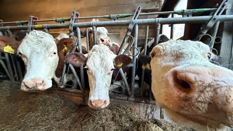 Milchkühe im Stall des Vogtjosefhof in Elzach-Yach.