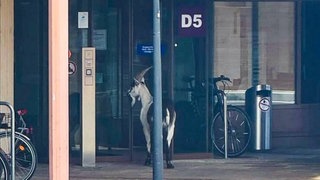 Ein Ziegenbock steht vor der Eingangstür der Uni-Klinik Freiburg. Ein ausgebüxter Ziegenbock hat sich auf das Gelände der Klinik verirrt. 