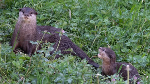 Zwergotter-Jungtiere im Basler Zoo 