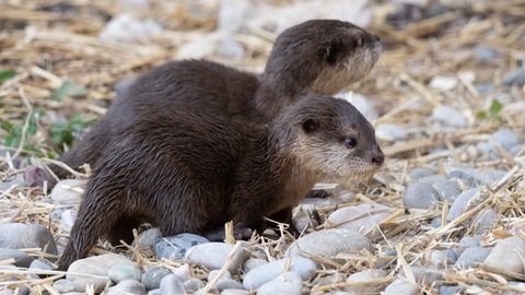Zwergotter-Jungtiere im Basler Zoo 