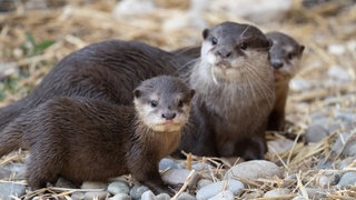 Zwergotter-Jungtiere im Basler Zoo 