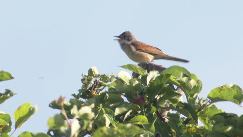 Ein kleiner Vogel sitzt auf einer Baumkrone und singt.