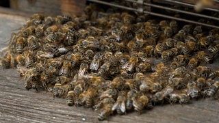 Viele Asiatische Hornissen