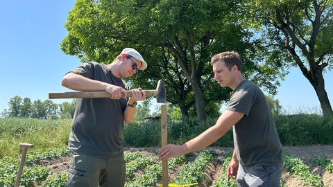 Bürgermeister Philipp Klotz und Landwirt Philipp Andlauer stellen eine Insektenfalle auf dem Acker auf.