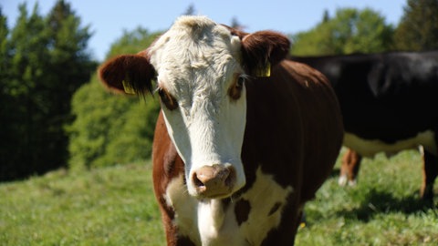 Kühe auf den Sommerweiden am Feldberg