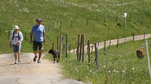 Kühe auf den Sommerweiden am Feldberg