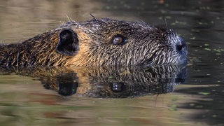 Nutria im Wasser