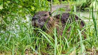Ein Nutria sitzt im hohen Gras.