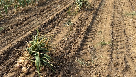 Auf einem Feld bei Forchheim liegen alle paar Meter Bündel aus Knoblauchpflanzen. 