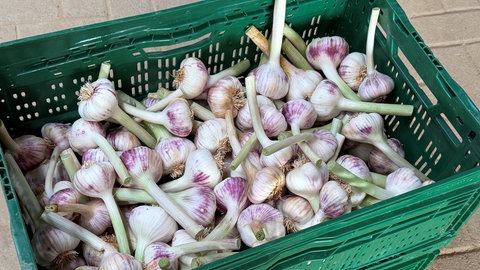 Eine Kiste voll mit frischem Knoblauch von Michael Fehrs Feld in Forchheim. 