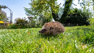 Igel im Garten