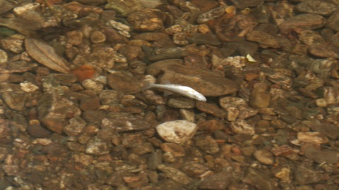 Ein toter Fisch in einem Fluss.
