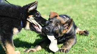 Zwei spielende Schäferhundwelpen: Ein Mann soll seinen Welpen lebende Kaninchen zum Fraß vorgeworfen haben 
