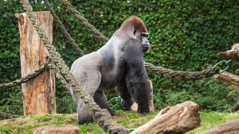 Gorillamann M’Tongé aus dem Basler Zoo ist nach einer Infektion mit dem Fuchsbandwurm gestorben.
