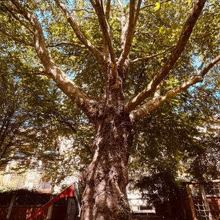 Braune Wiesen, vertrocknete Straßenbäume und trockene Beete gehören in vielen Städten Südbadens inzwischen zum Sommerbild. 