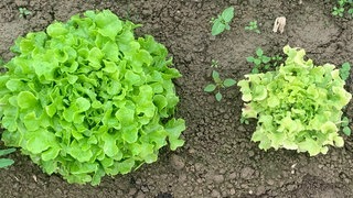 Kopfsalate
