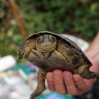 Schildkröten im Flückiger SeeFreiburg