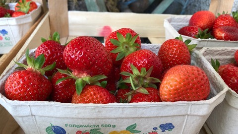 Erdbeeren vom Bodensee