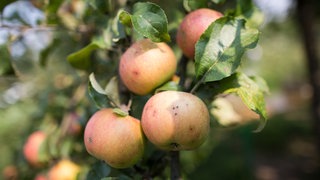 Äpfel am Baum einer Streuobstwiese